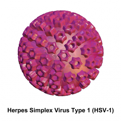 Herpes_Virus